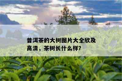 普洱茶的大树图片大全欣及高清，茶树长什么样？