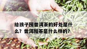 给孩子囤普洱茶的好处是什么？普洱囤茶是什么样的？