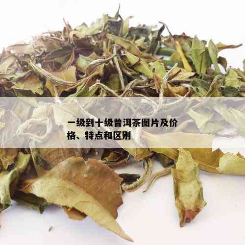 一级到十级普洱茶图片及价格、特点和区别