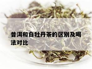 普洱和白牡丹茶的区别及喝法对比