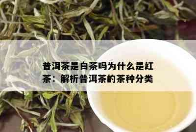 普洱茶是白茶吗为什么是红茶：解析普洱茶的茶种分类