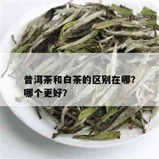 普洱茶和白茶的区别在哪？哪个更好？