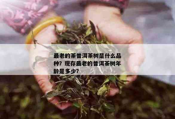 最老的茶普洱茶树是什么品种？现存最老的普洱茶树年龄是多少？