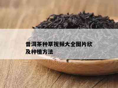 普洱茶种草视频大全图片欣及种植方法