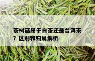 茶树菇属于白茶还是普洱茶？区别和归属解析