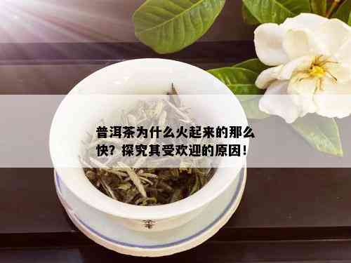 普洱茶为什么火起来的那么快？探究其受欢迎的原因！