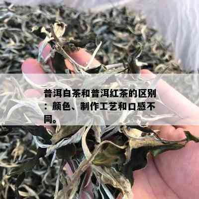 普洱白茶和普洱红茶的区别：颜色、制作工艺和口感不同。