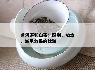 普洱茶和白茶：区别、功效、减肥效果的比较