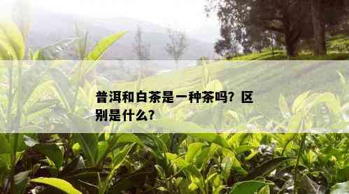 普洱和白茶是一种茶吗？区别是什么？