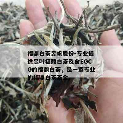 福鼎白茶昱帆股份-专业提供昱叶福鼎白茶及含EGCG的福鼎白茶，是一家专业的福鼎白茶茶企。