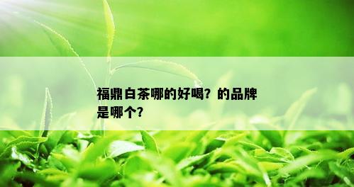 福鼎白茶哪的好喝？的品牌是哪个？