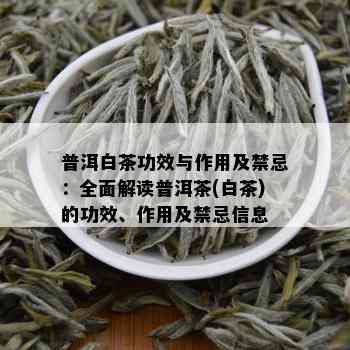 普洱白茶功效与作用及禁忌：全面解读普洱茶(白茶)的功效、作用及禁忌信息