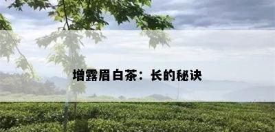 增露眉白茶：长的秘诀