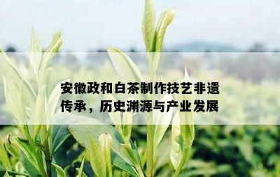 安徽政和白茶制作技艺非遗传承，历史渊源与产业发展