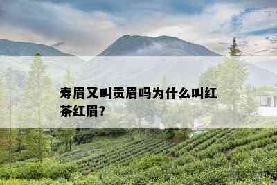 寿眉又叫贡眉吗为什么叫红茶红眉？