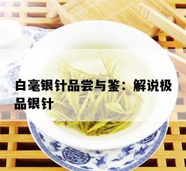 白毫银针品尝与鉴：解说极品银针