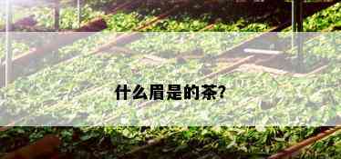 什么眉是的茶？