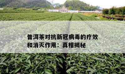 普洱茶对抗新冠病的疗效和消灭作用：真相揭秘