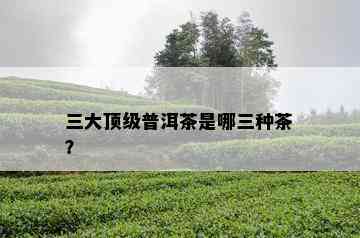 三大顶级普洱茶是哪三种茶？