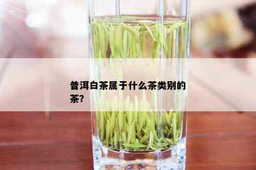 普洱白茶属于什么茶类别的茶？