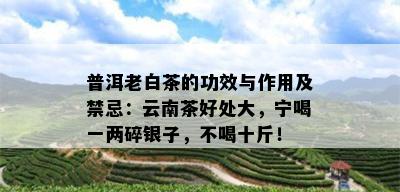 普洱老白茶的功效与作用及禁忌：云南茶好处大，宁喝一两碎银子，不喝十斤！