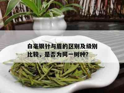 白毫银针与眉的区别及级别比较，是否为同一树种？