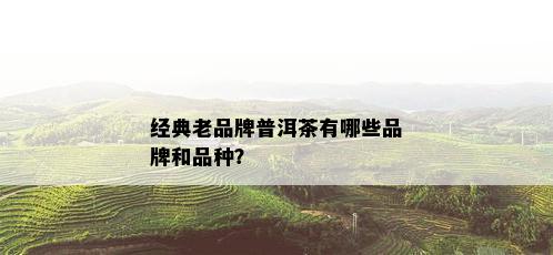 经典老品牌普洱茶有哪些品牌和品种？