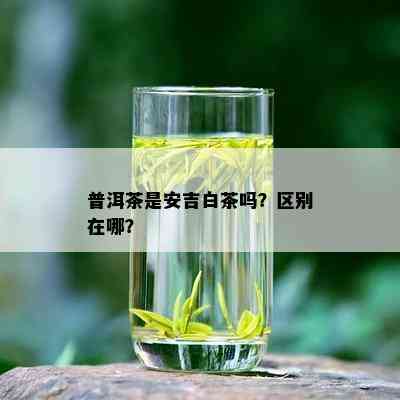 普洱茶是安吉白茶吗？区别在哪？