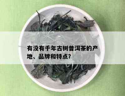 有没有千年古树普洱茶的产地、品牌和特点？