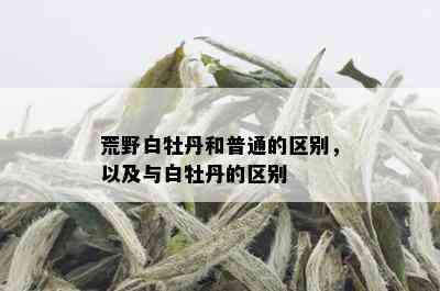 荒野白牡丹和普通的区别，以及与白牡丹的区别