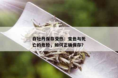 白牡丹保存受热：变色与死亡的危险，如何正确保存？