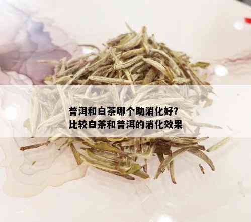 普洱和白茶哪个助消化好？比较白茶和普洱的消化效果