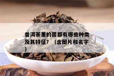 普洱茶里的菌都有哪些种类及其特征？（含图片和名字）