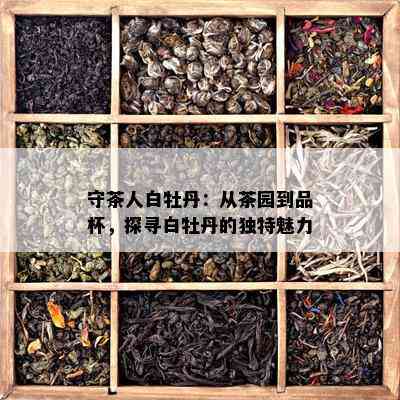 守茶人白牡丹：从茶园到品杯，探寻白牡丹的独特魅力