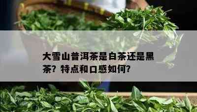 大雪山普洱茶是白茶还是黑茶？特点和口感如何？