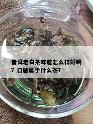 普洱老白茶味道怎么样好喝？口感属于什么茶？