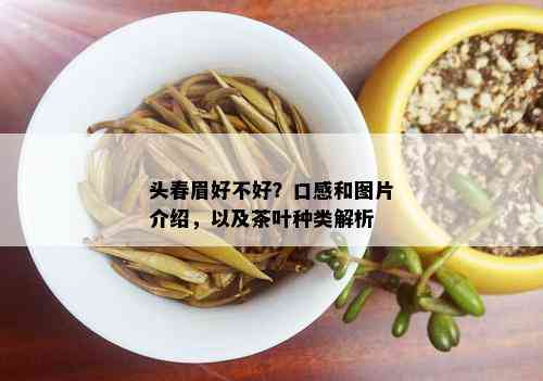 头春眉好不好？口感和图片介绍，以及茶叶种类解析