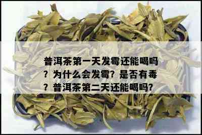 普洱茶之一天发霉还能喝吗？为什么会发霉？是否有？普洱茶第二天还能喝吗？