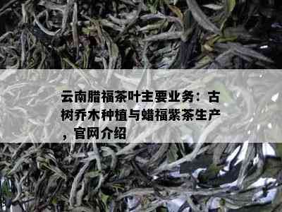 云南腊福茶叶主要业务：古树乔木种植与蜡福紫茶生产，官网介绍