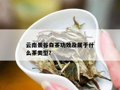 云南景谷白茶功效及属于什么茶类型？