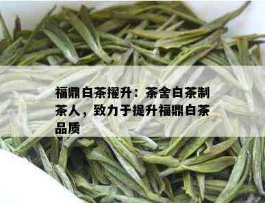 福鼎白茶擢升：茶舍白茶制茶人，致力于提升福鼎白茶品质