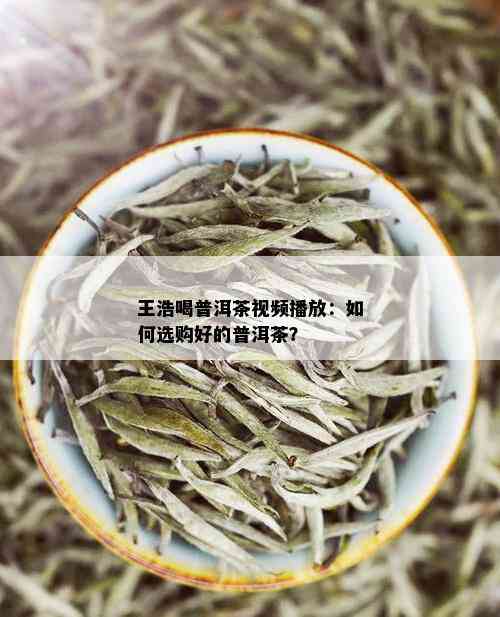 王浩喝普洱茶视频播放：如何选购好的普洱茶？