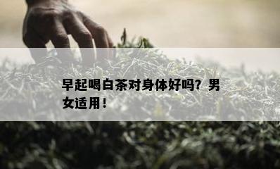 早起喝白茶对身体好吗？男女适用！