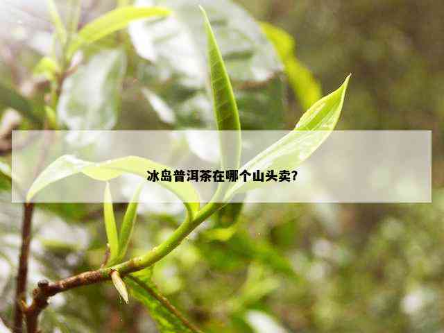 冰岛普洱茶在哪个山头卖？