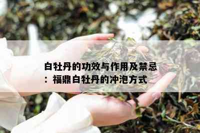 白牡丹的功效与作用及禁忌：福鼎白牡丹的冲泡方式