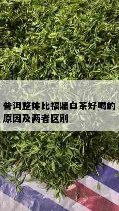 普洱整体比福鼎白茶好喝的原因及两者区别