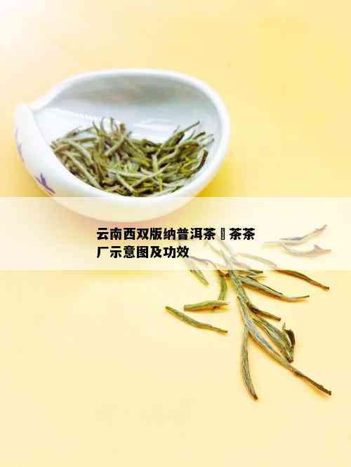 云南西双版纳普洱茶釆茶茶厂示意图及功效