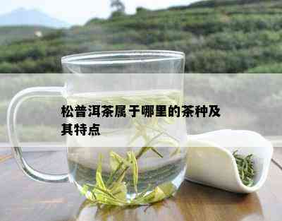 松普洱茶属于哪里的茶种及其特点