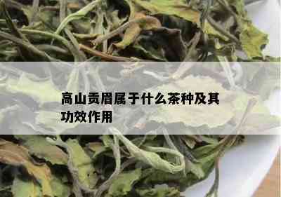 高山贡眉属于什么茶种及其功效作用