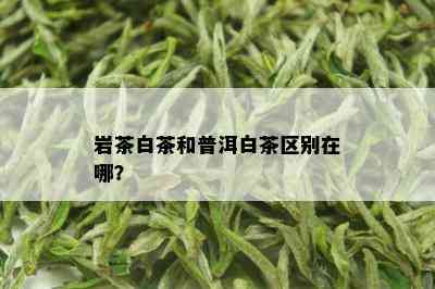 岩茶白茶和普洱白茶区别在哪？